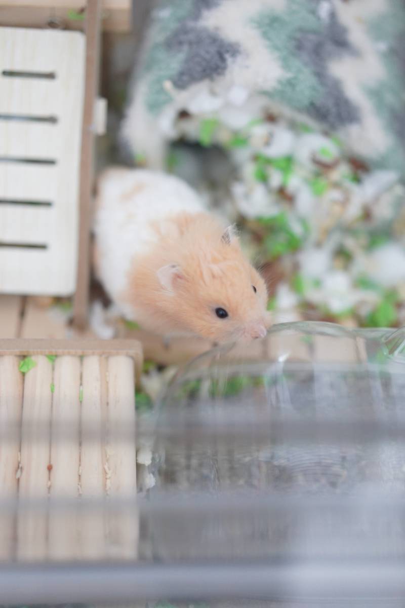 小仓鼠的探险时光图片