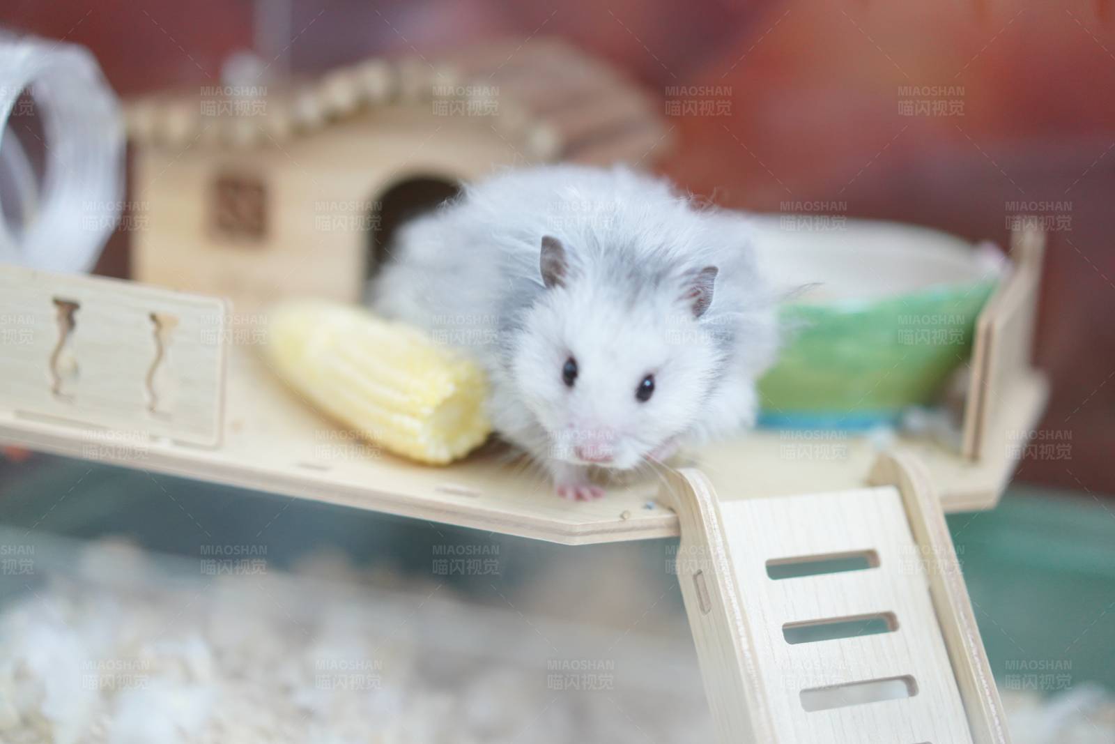仓鼠的温馨小屋图片