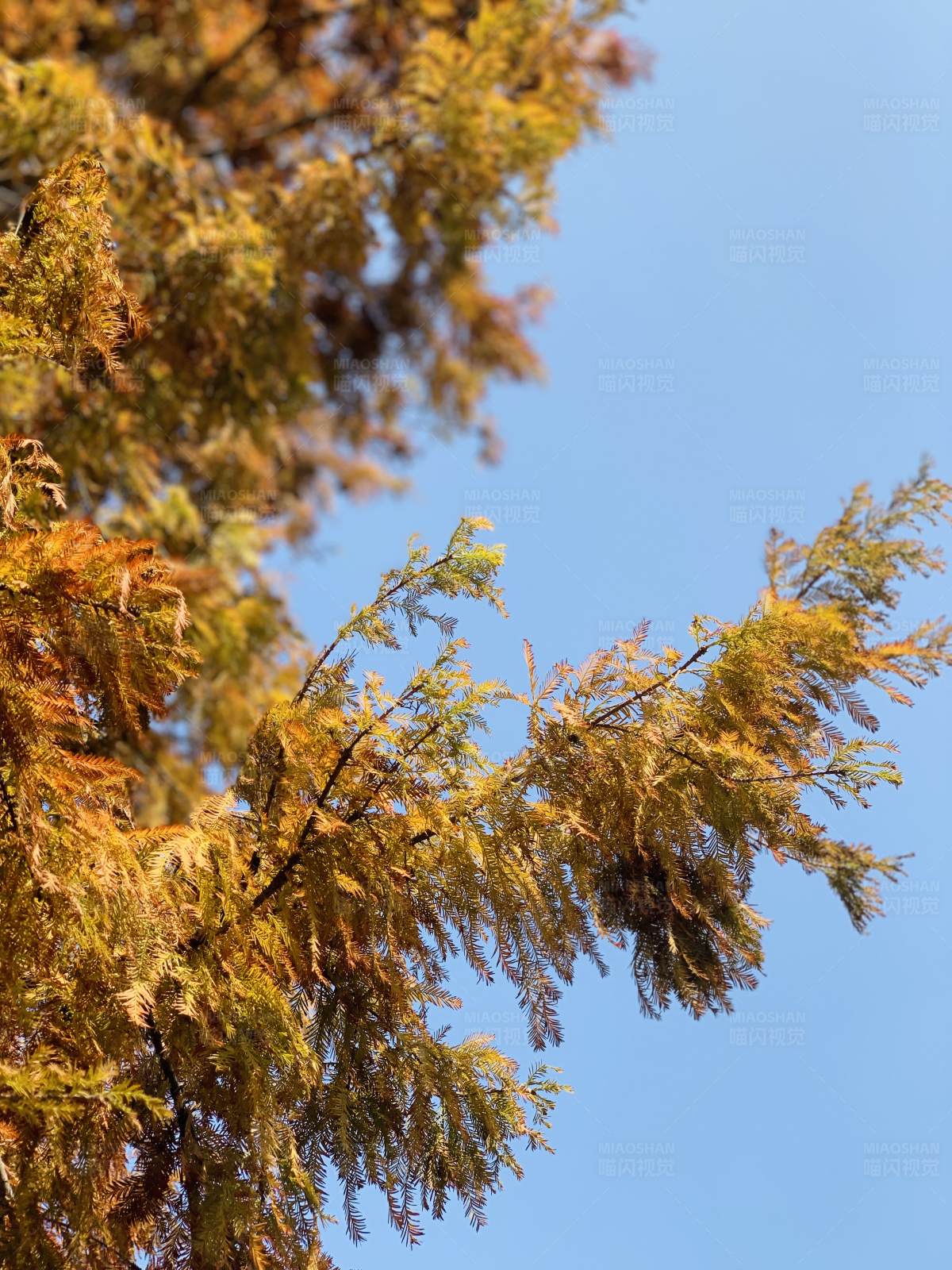 秋日金叶映蓝天图片