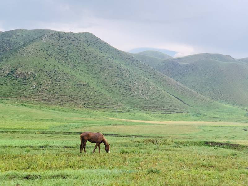 草原上的独马图片