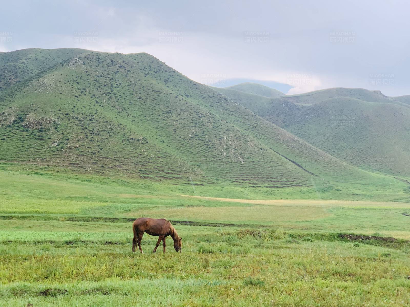 草原上的独马图片