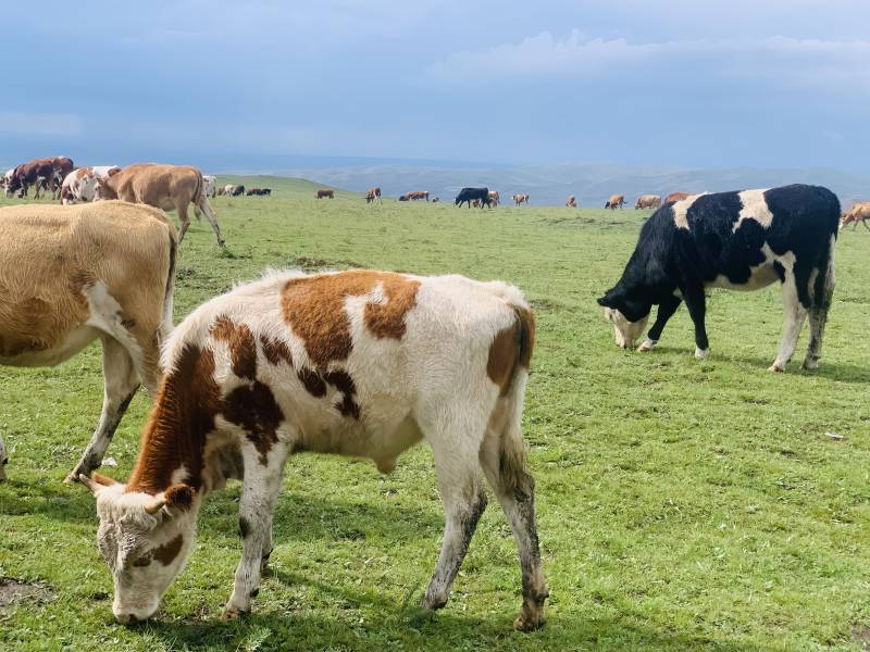 牧场上的牛群图片