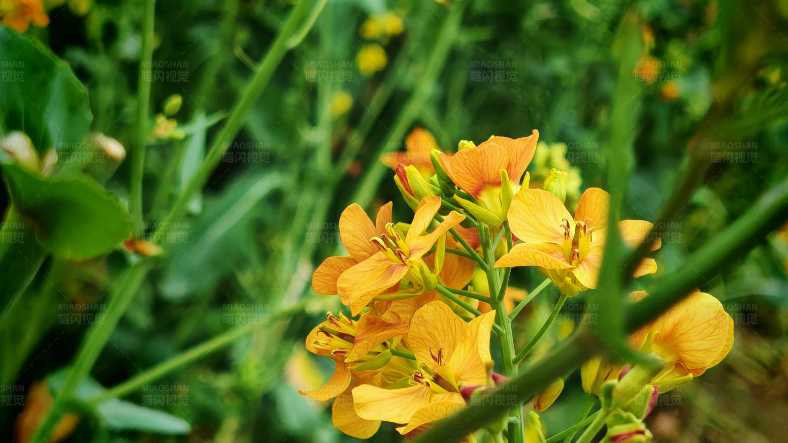 金黄色的花朵图片