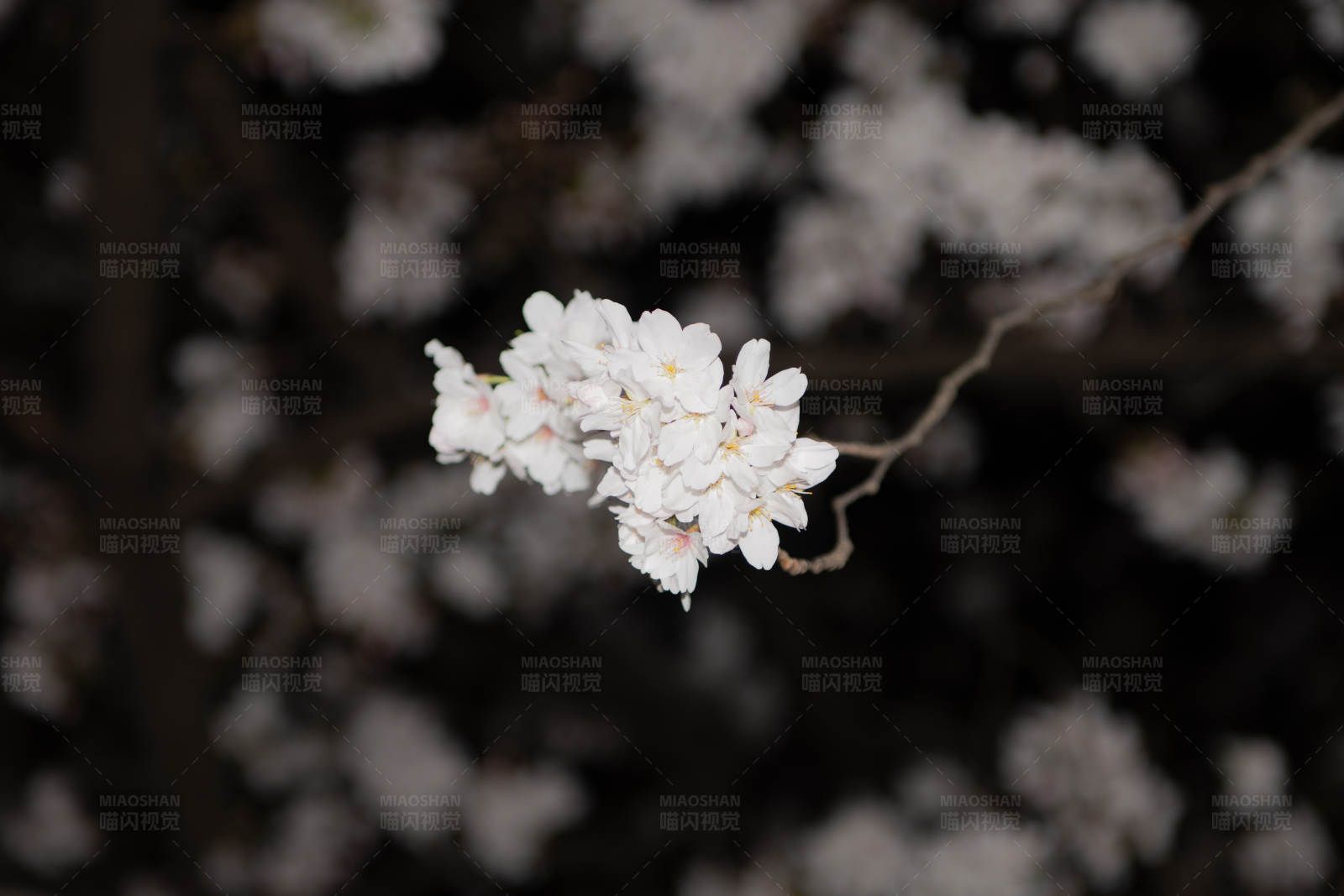 夜色中的樱花图片