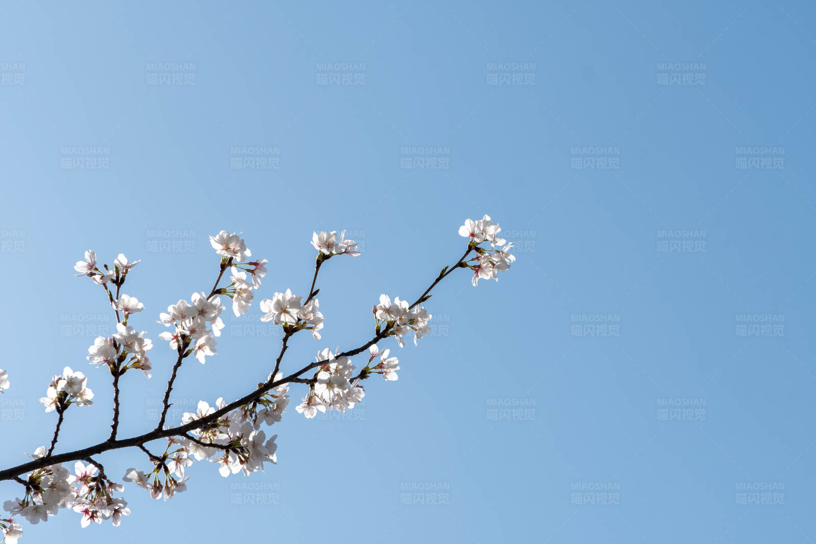 春日樱花绽放图片