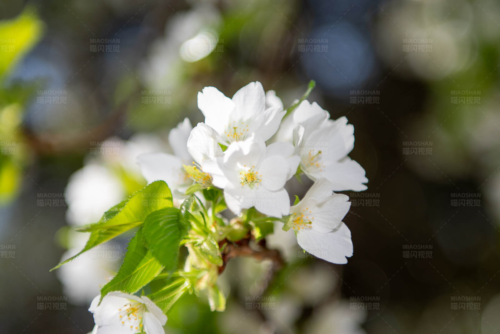 春日白花绽放图片