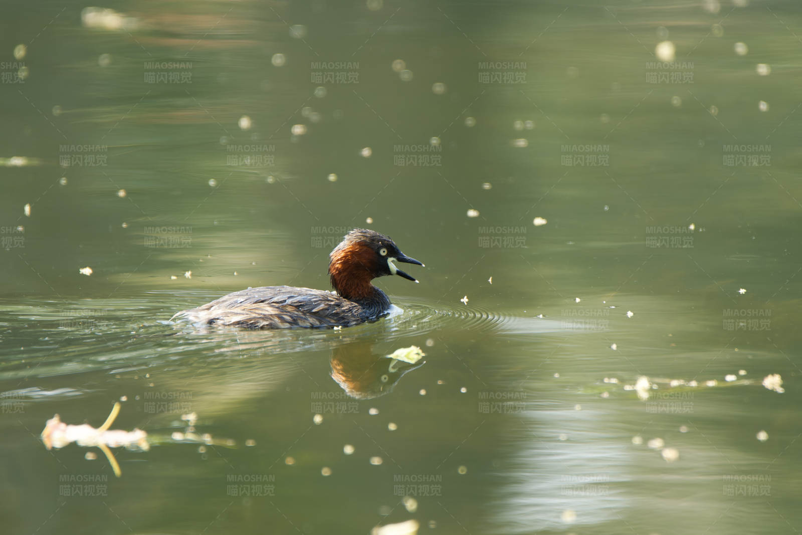 湖中游弋的鸭子图片
