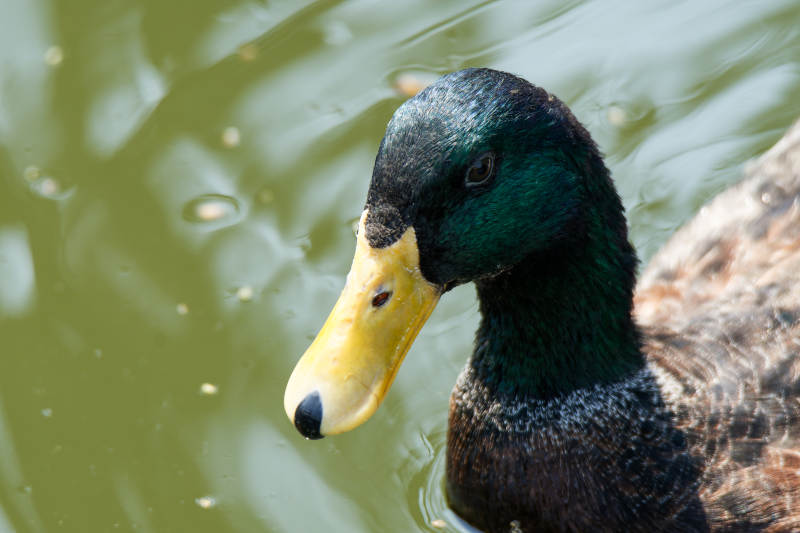 湖中鸭子特写图片