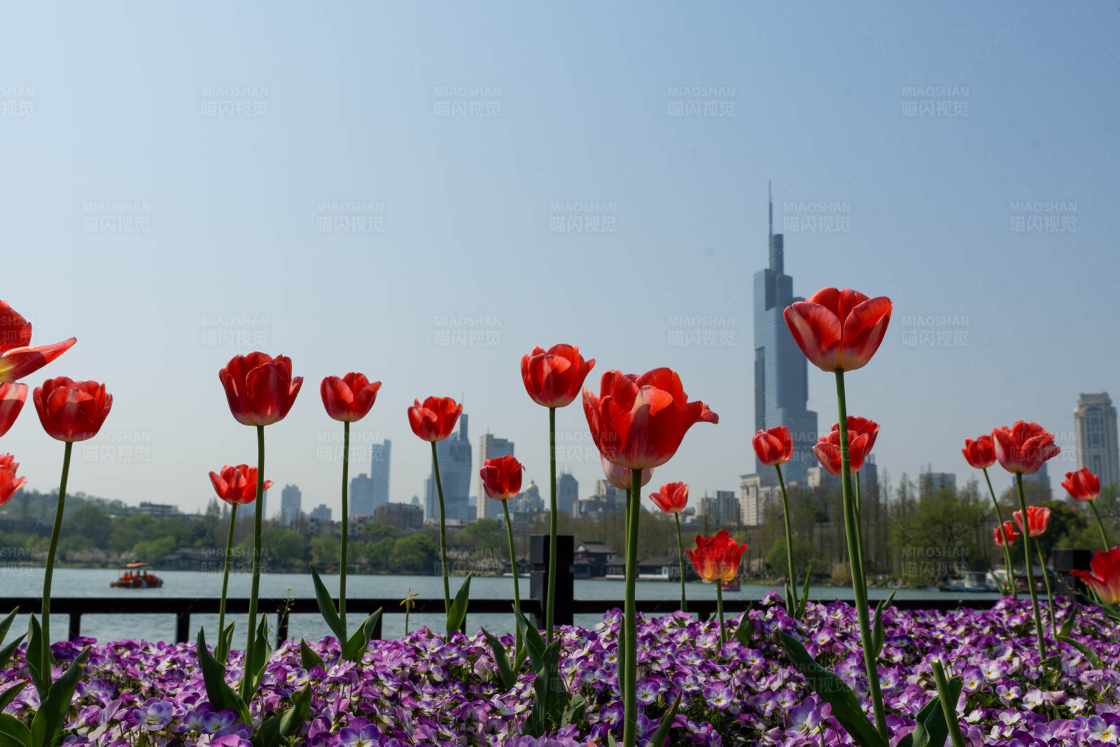 城市花海 高楼远眺图片
