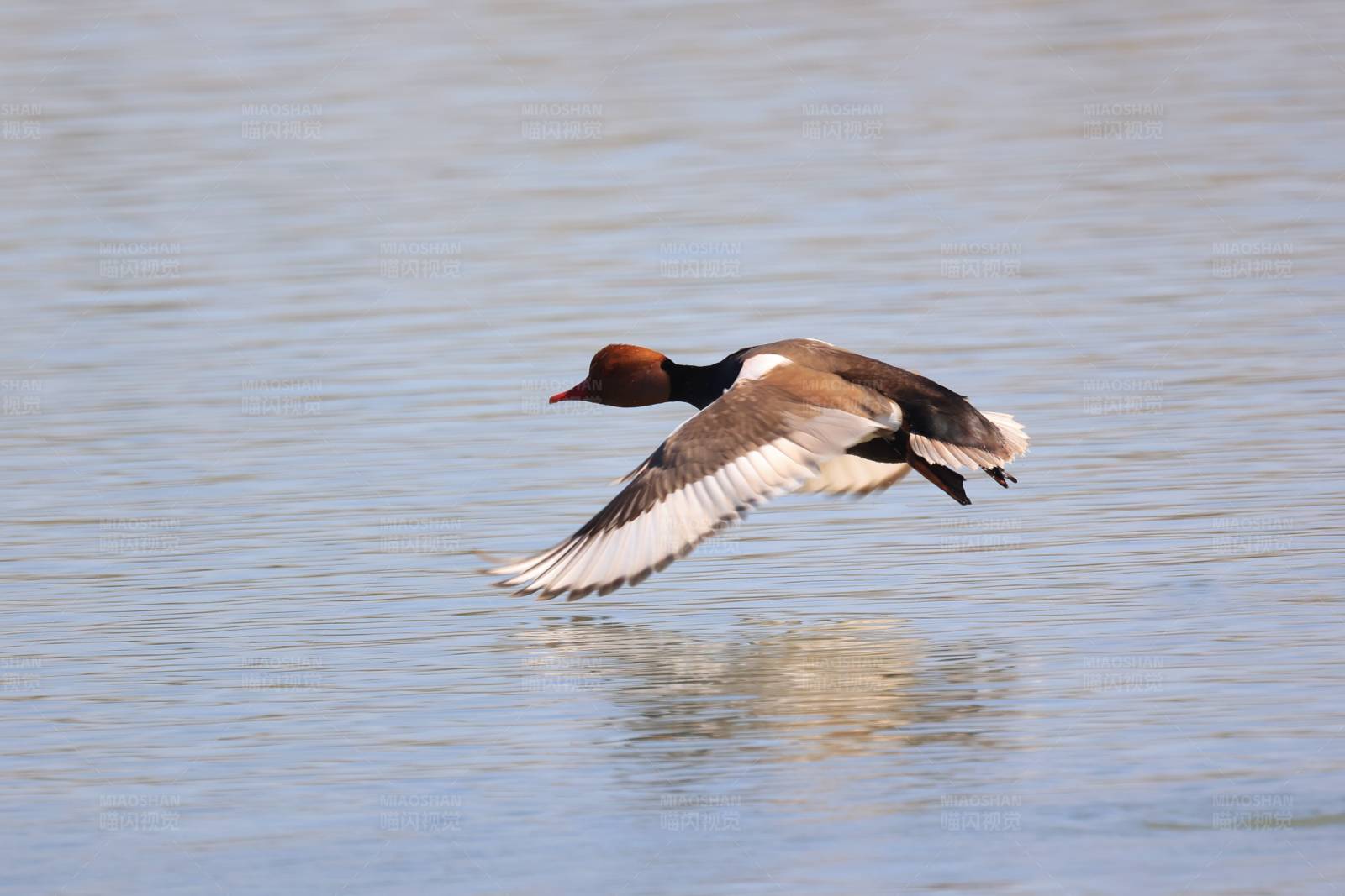 红头鸭低空飞行图片