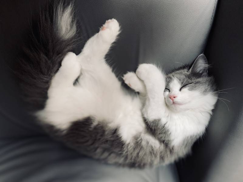 慵懒猫咪的午睡时光图片