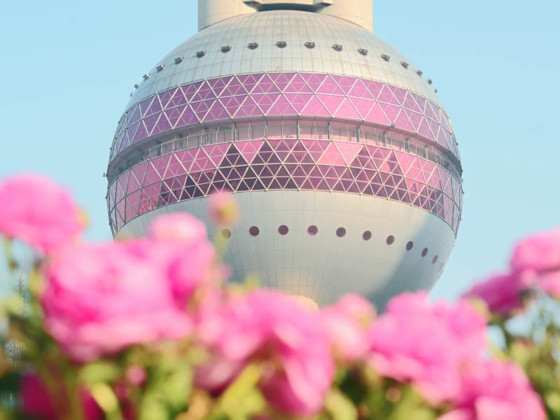 东方明珠与粉色花朵图片