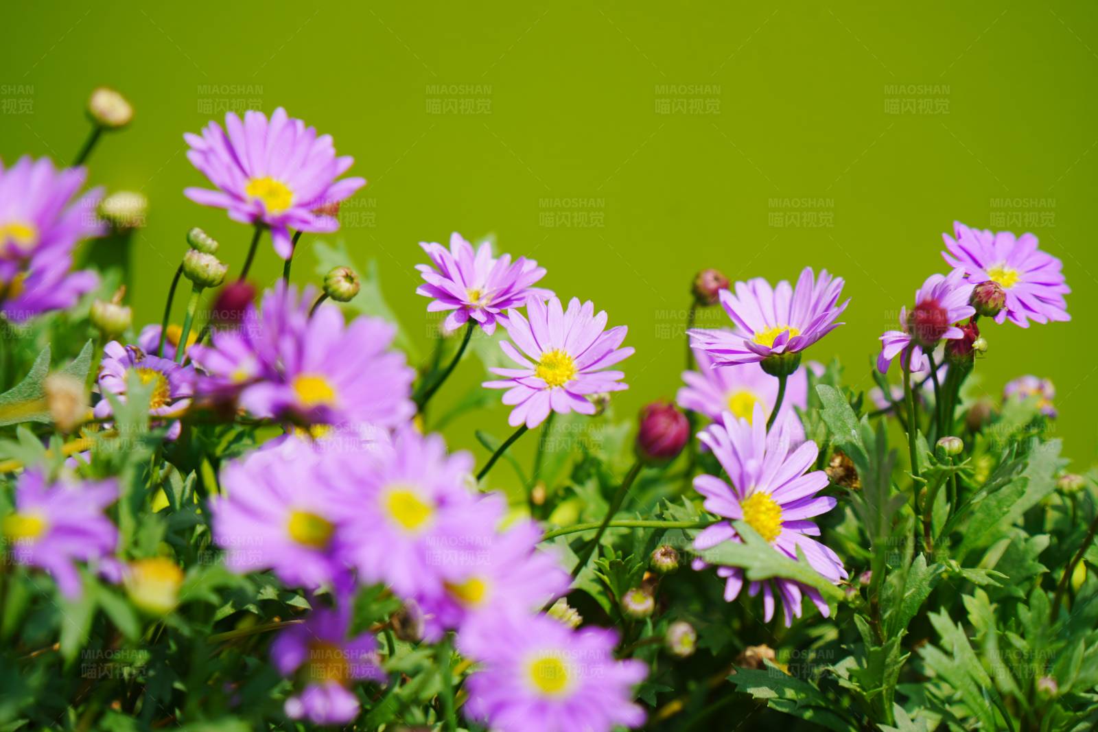 紫色雏菊的春天图片