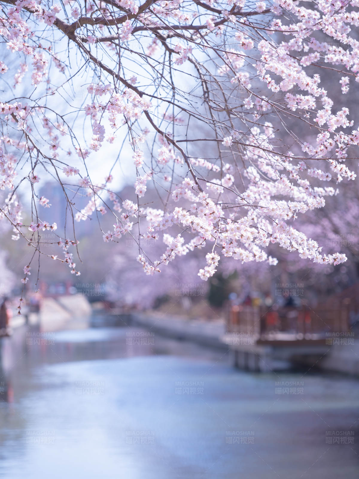 樱花盛开的河畔图片