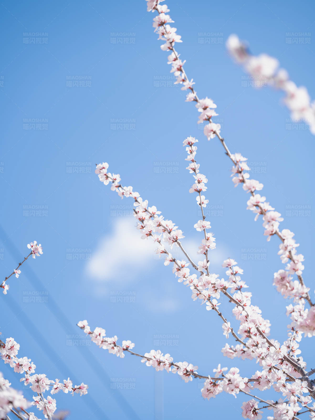 春日花开 蓝天白云图片