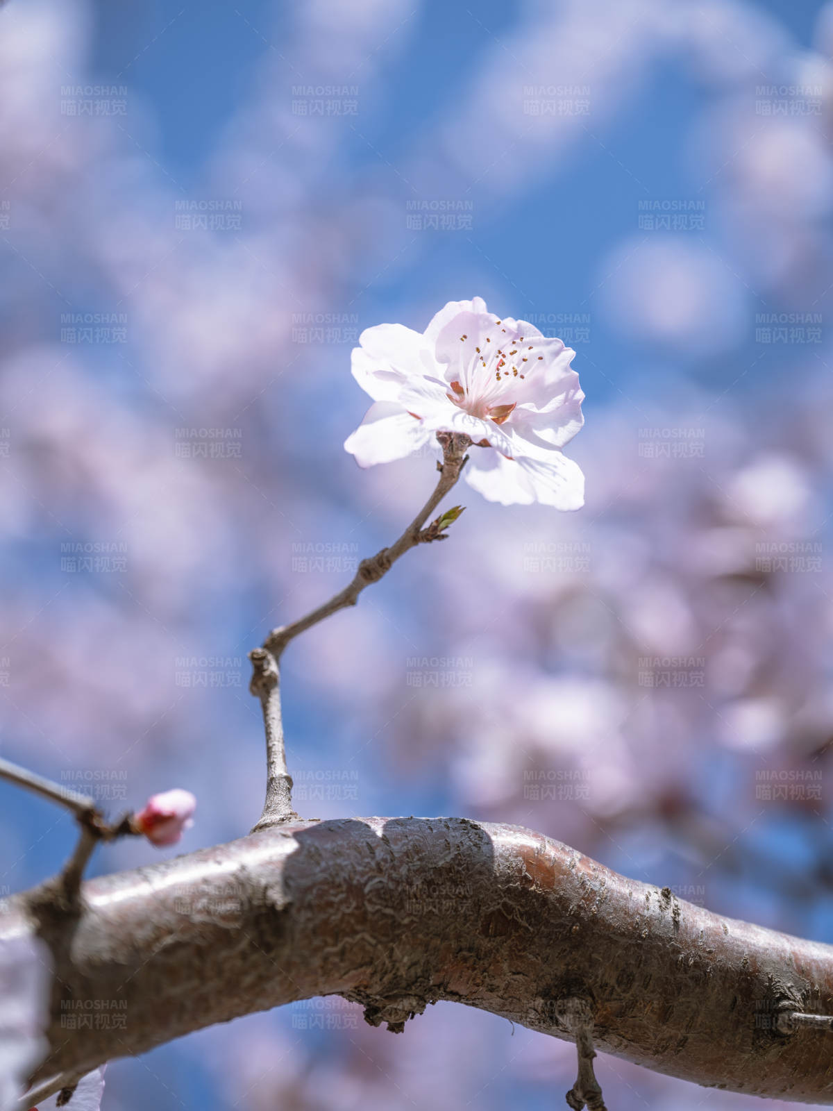 桃花绽放 春意盎然图片