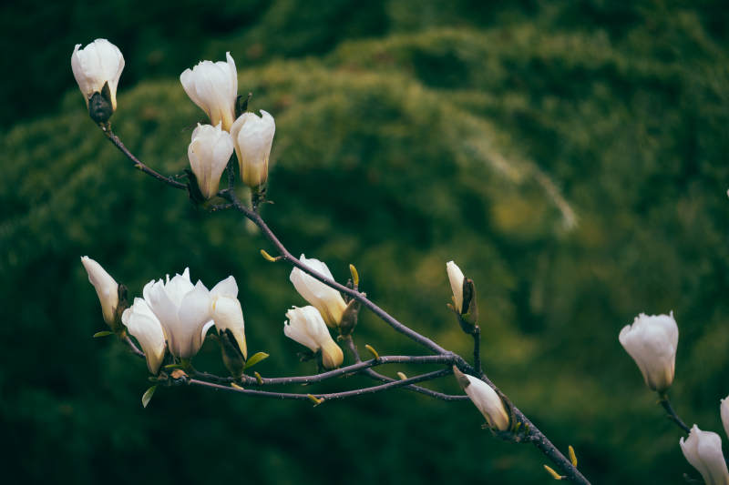 白玉兰花开图片