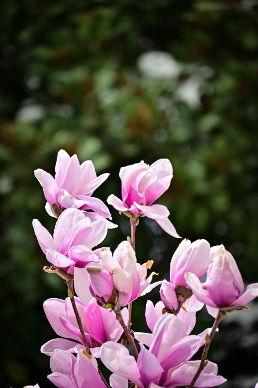 粉色玉兰花的美丽瞬间图片