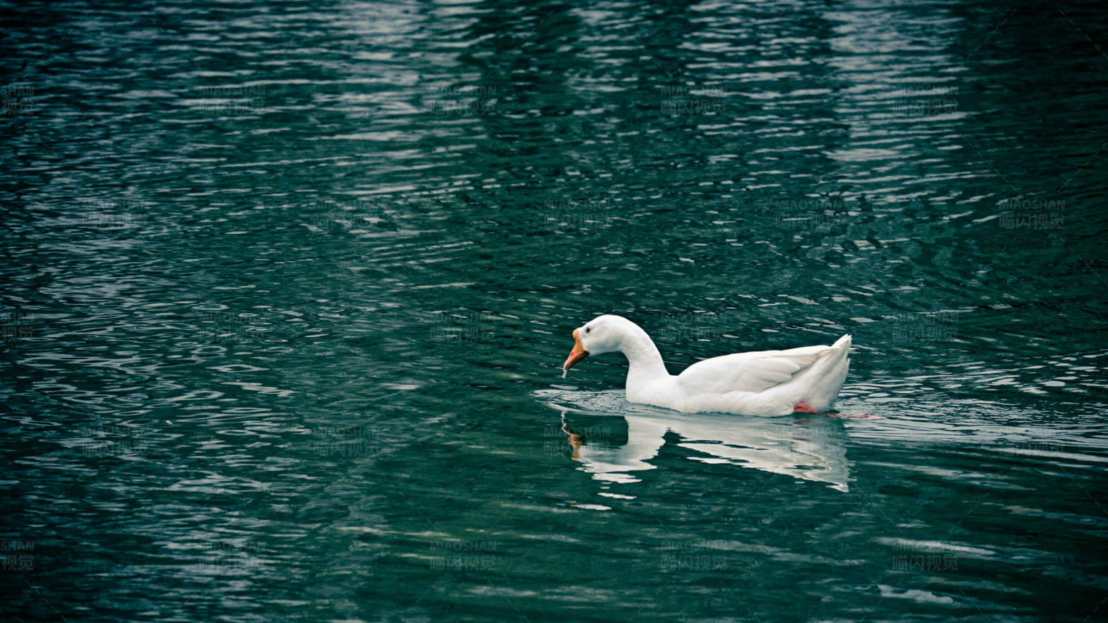 湖中游弋的白鹅图片