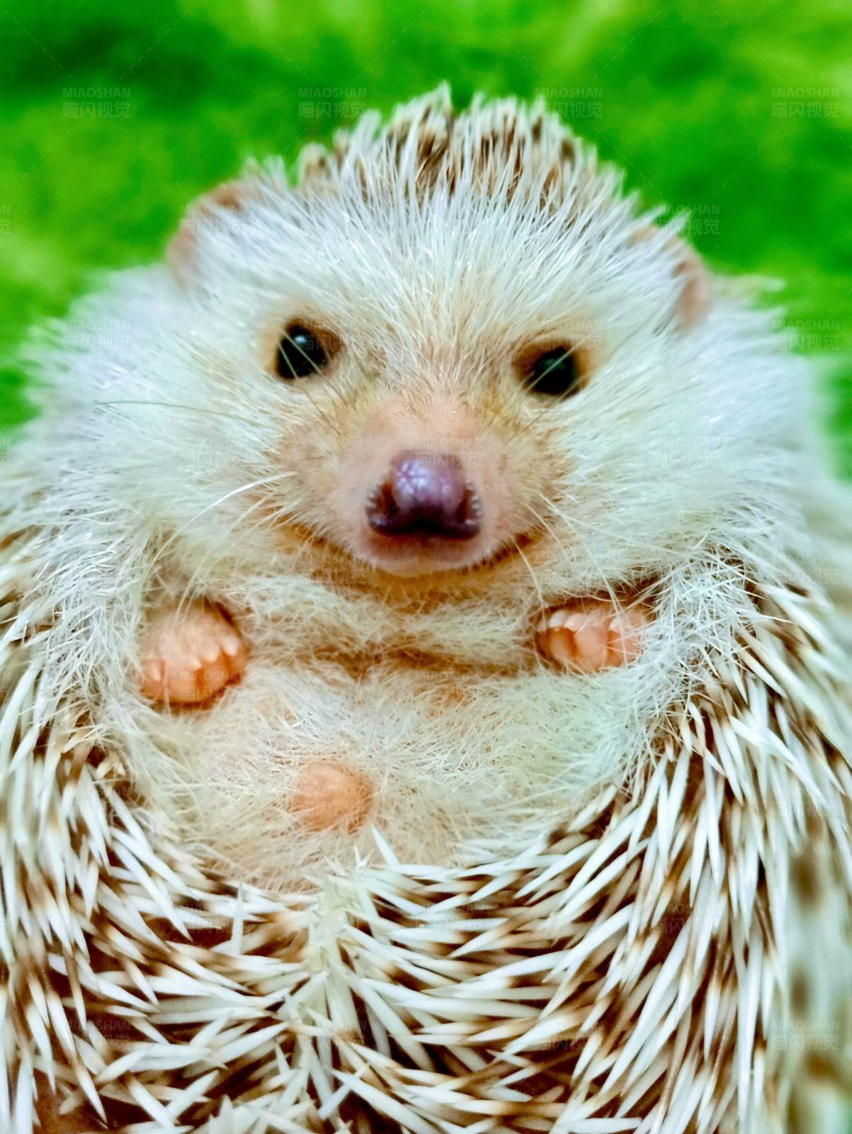 卷成一团的小刺猬图片