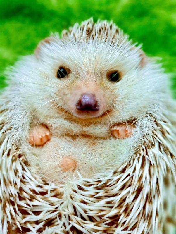 卷成一团的小刺猬图片