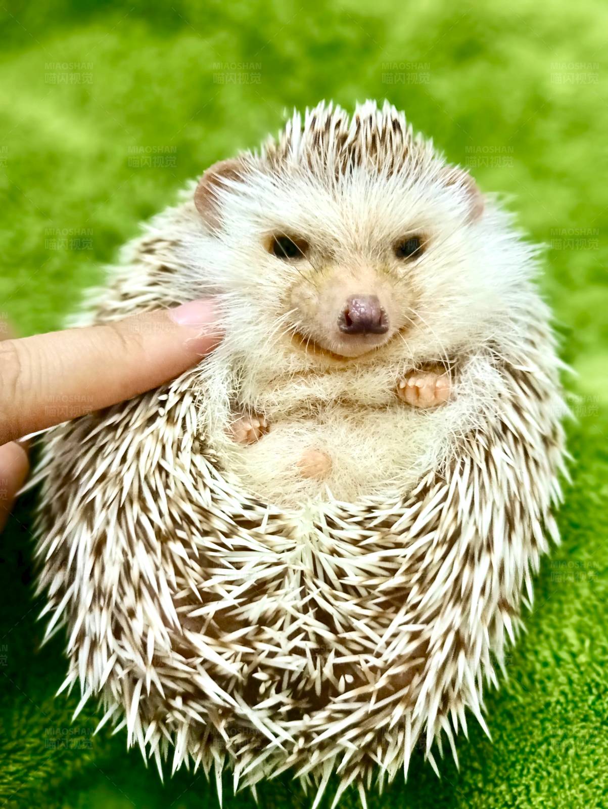 小刺猬的绿色背景图片