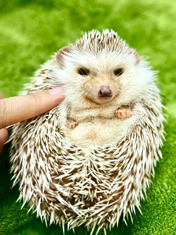 小刺猬的绿色背景图片