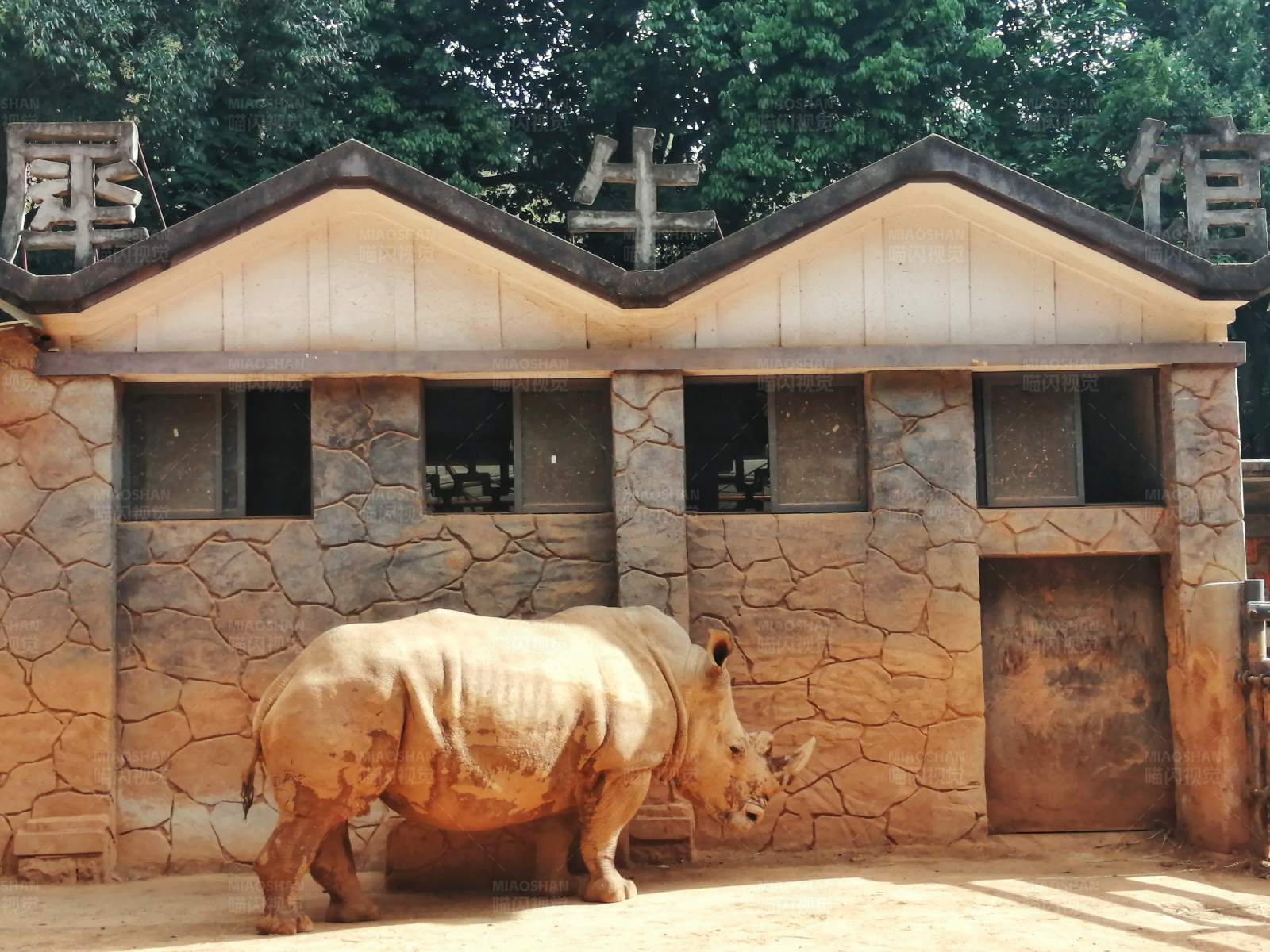 动物园犀牛馆里的犀牛图片