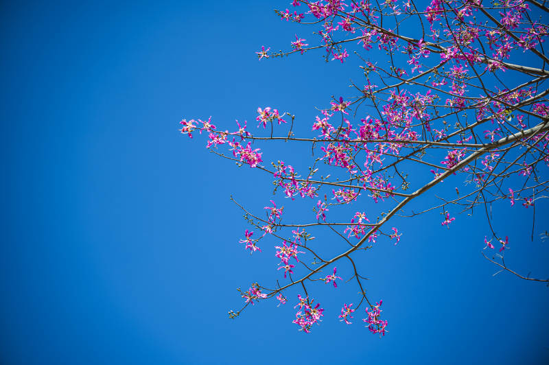 粉色花开满枝头图片