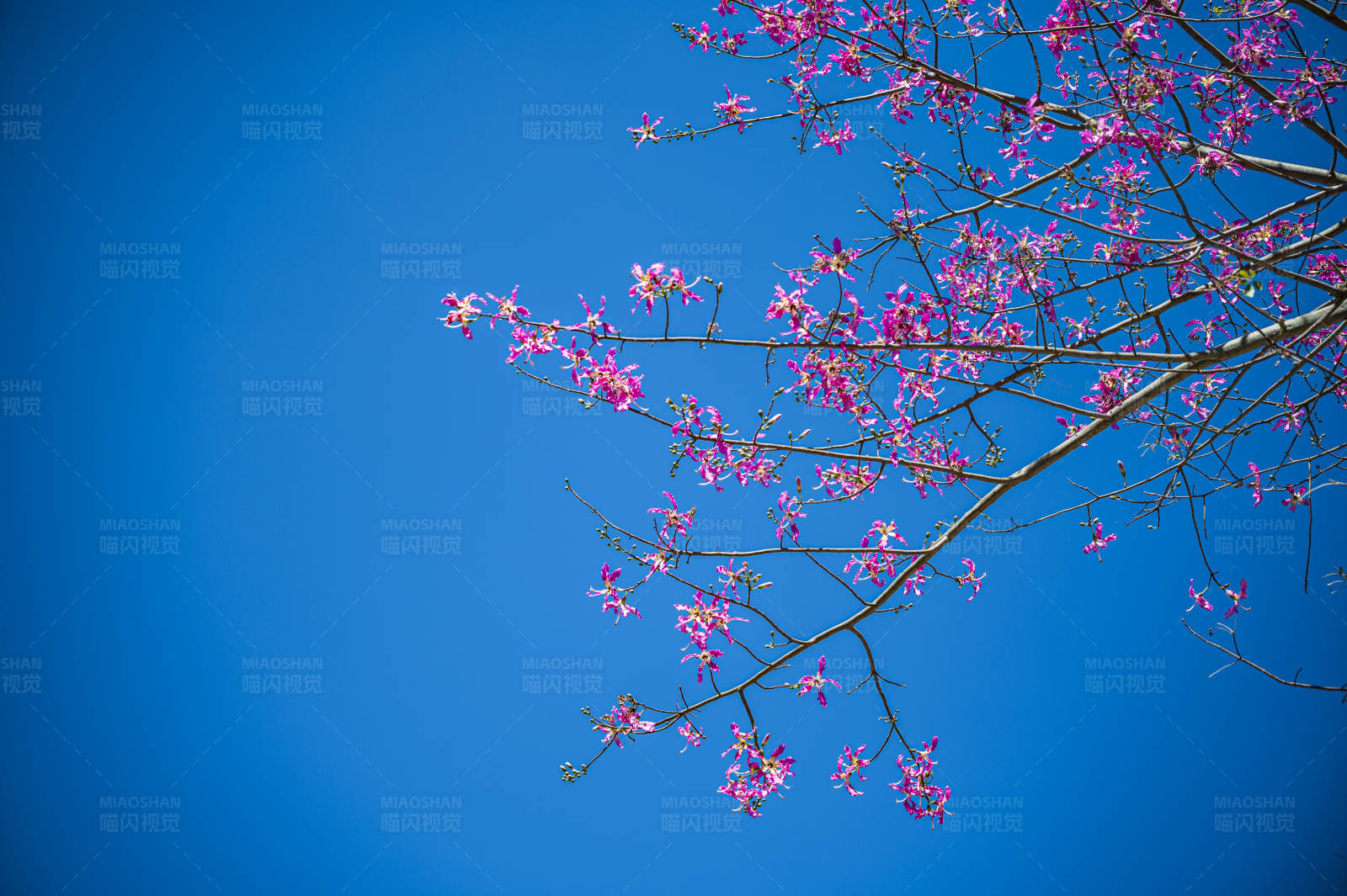 粉色花开满枝头图片