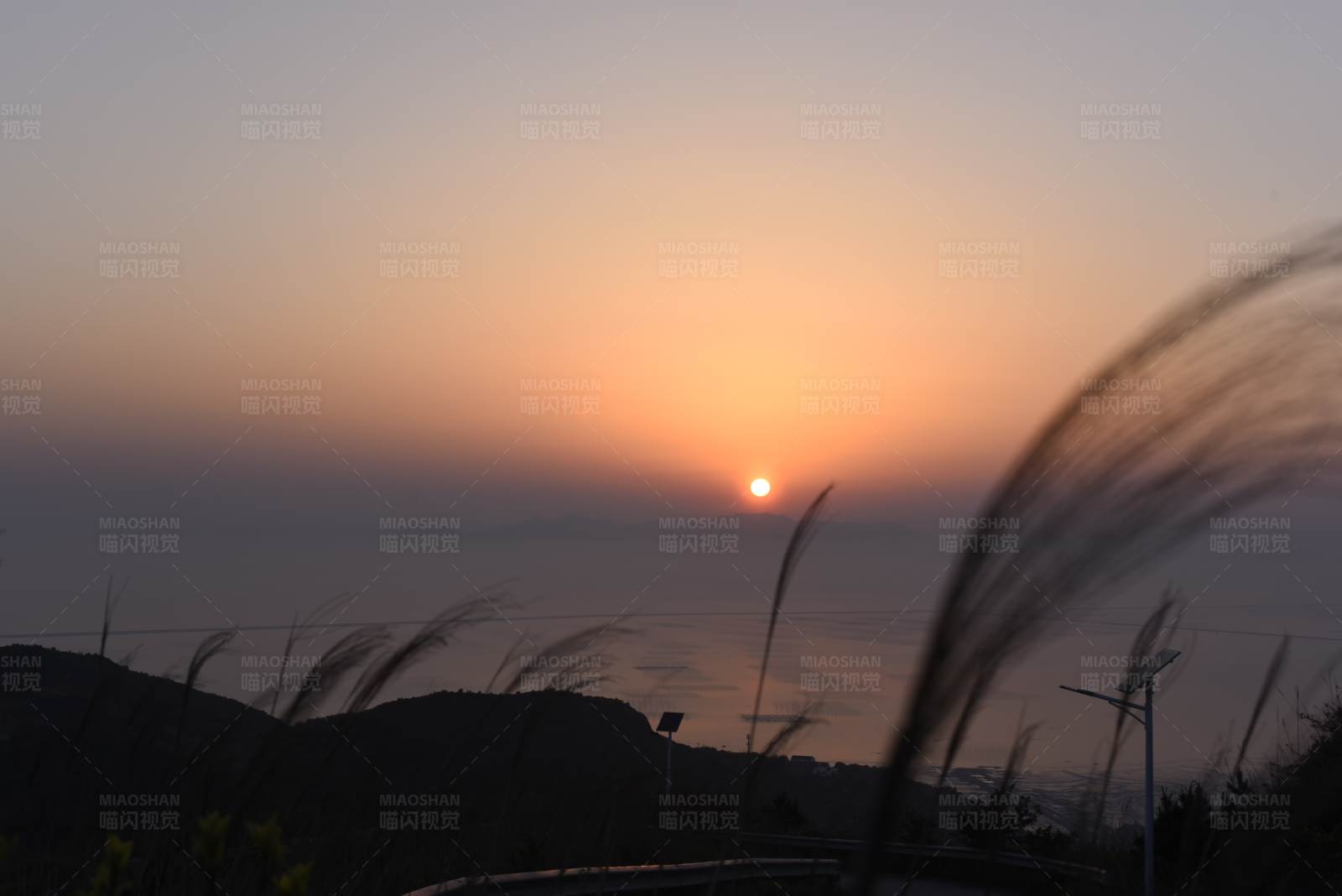 夕阳西下 芦苇摇曳图片
