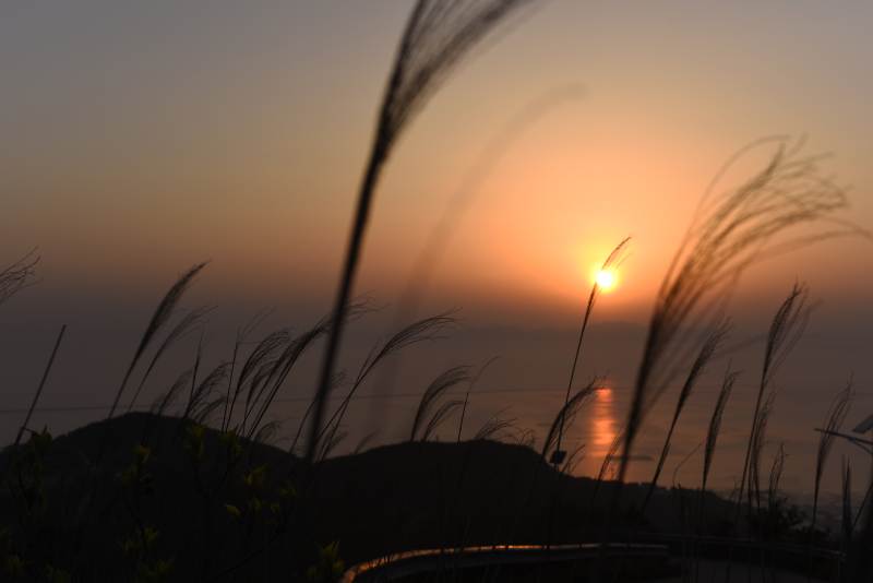 夕阳下的芦苇图片