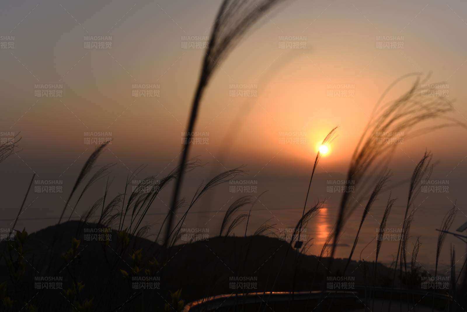 夕阳下的芦苇图片
