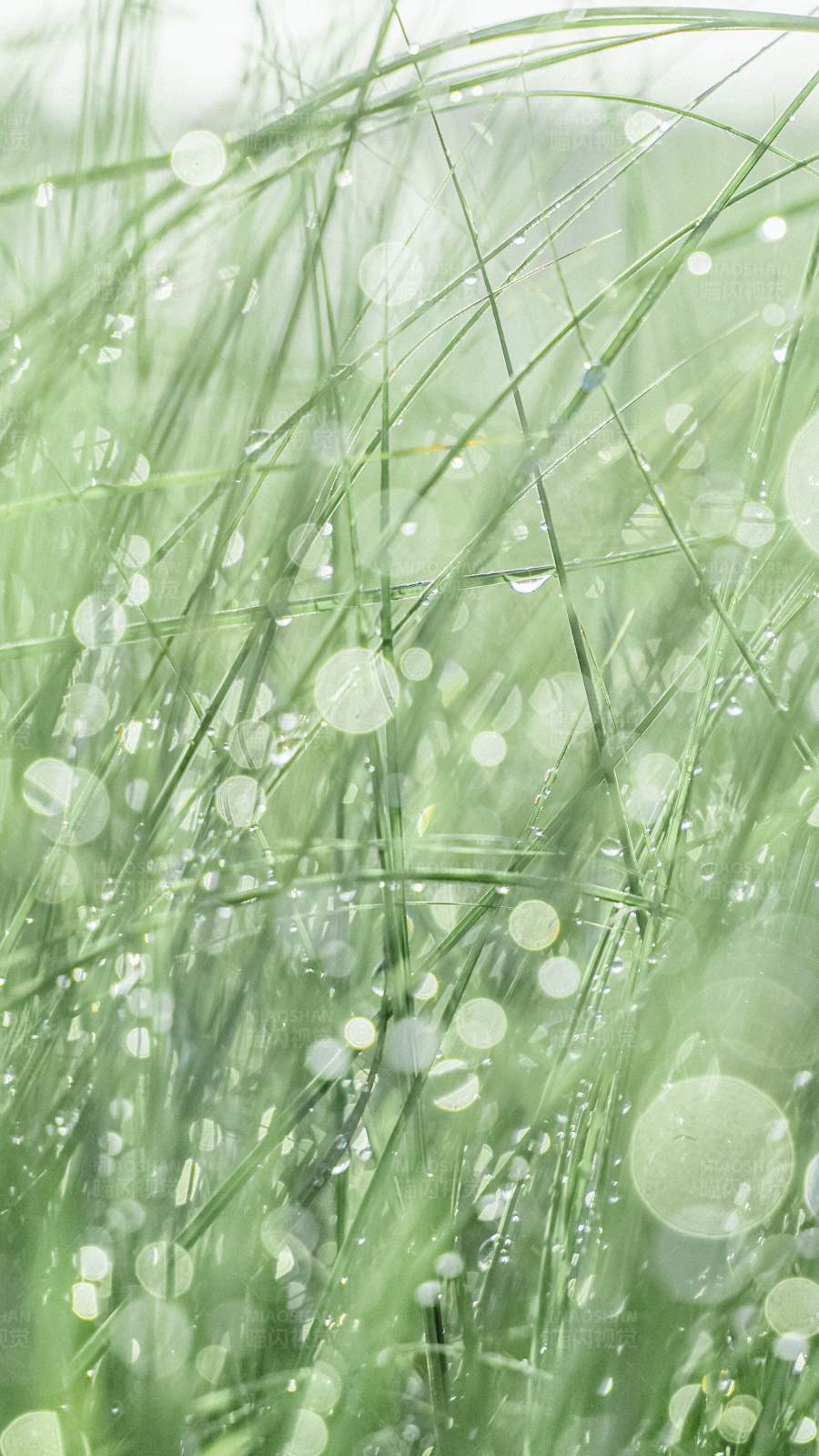 梦幻光斑露珠与绿草图片
