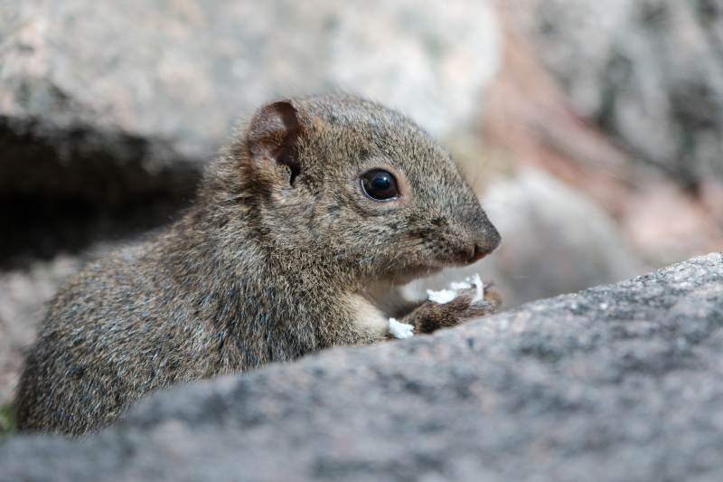 岩石间的松鼠图片
