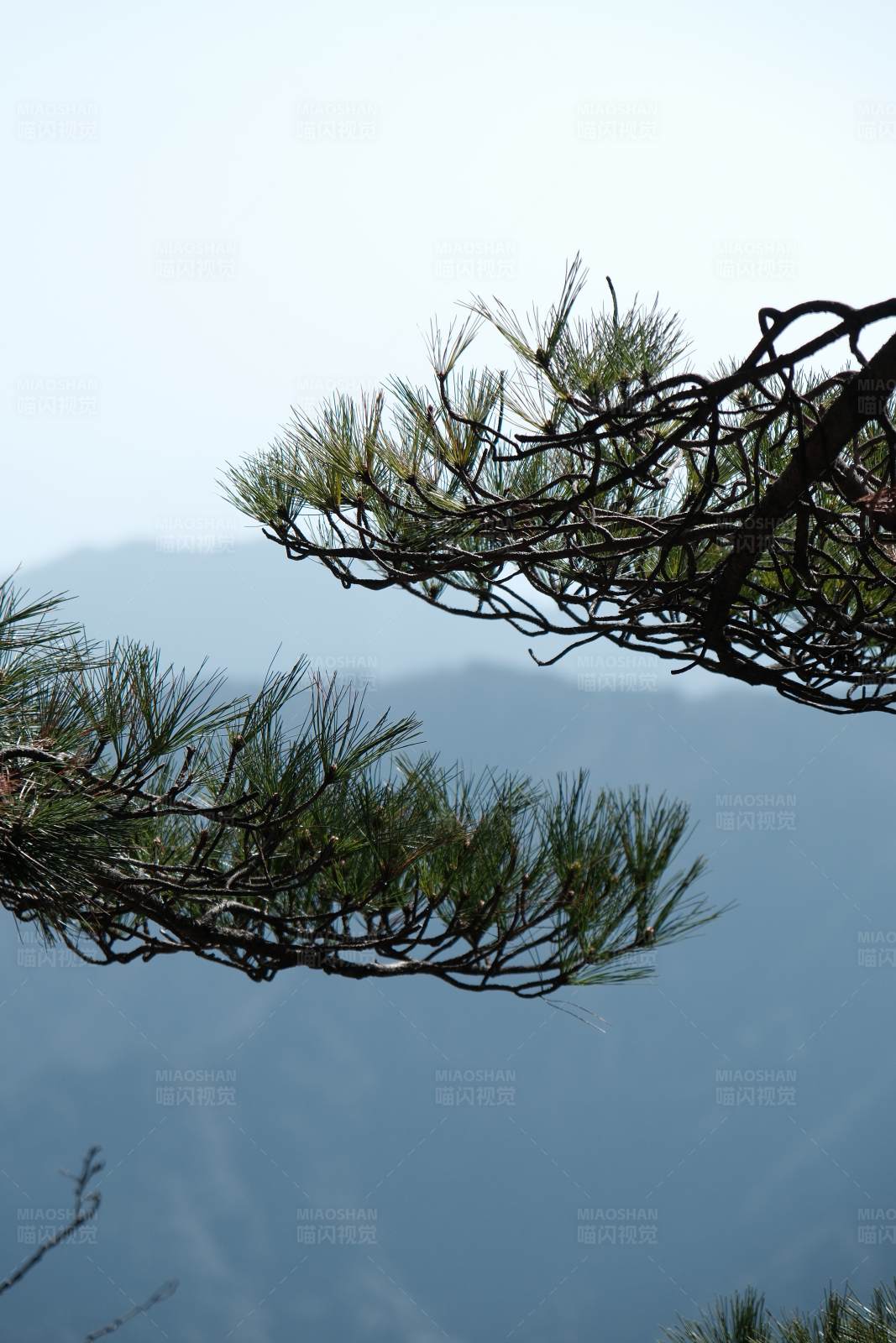 松树枝头迎风展图片