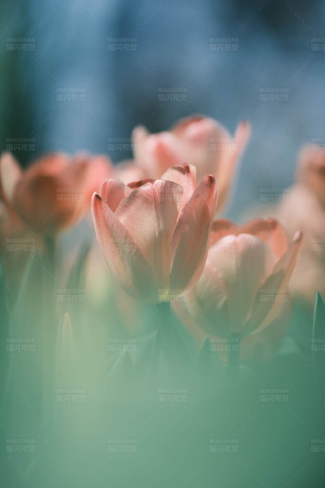 梦幻郁金香图片