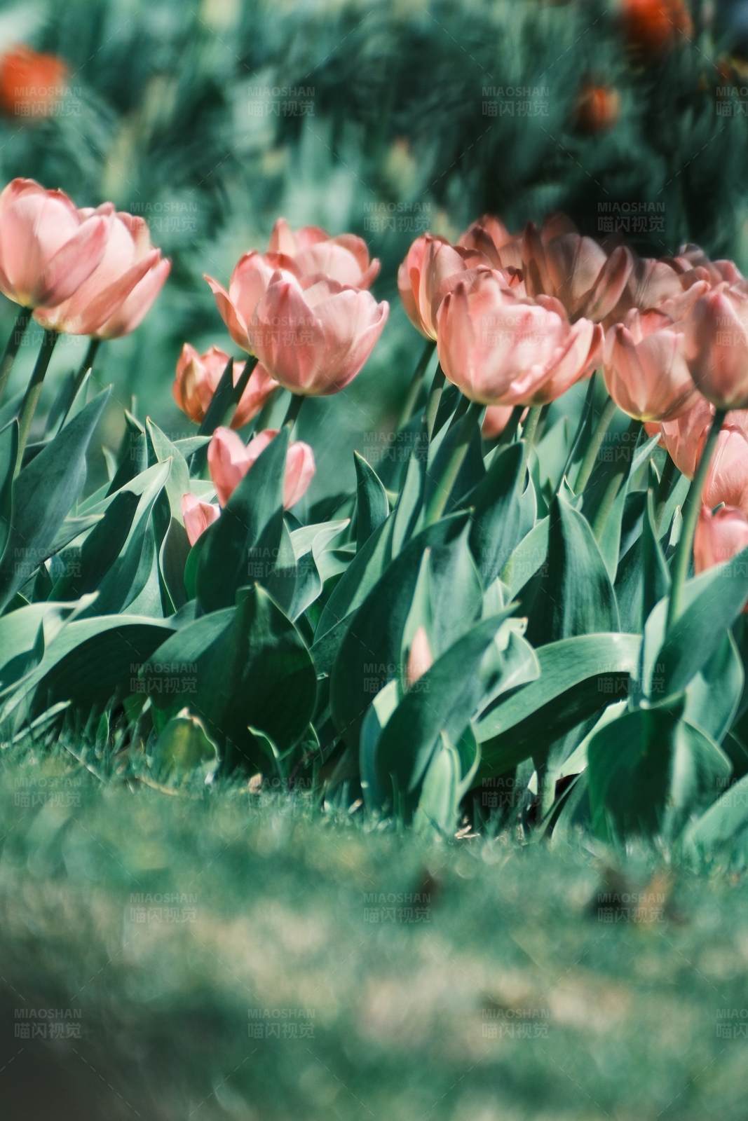 粉色郁金香花田图片