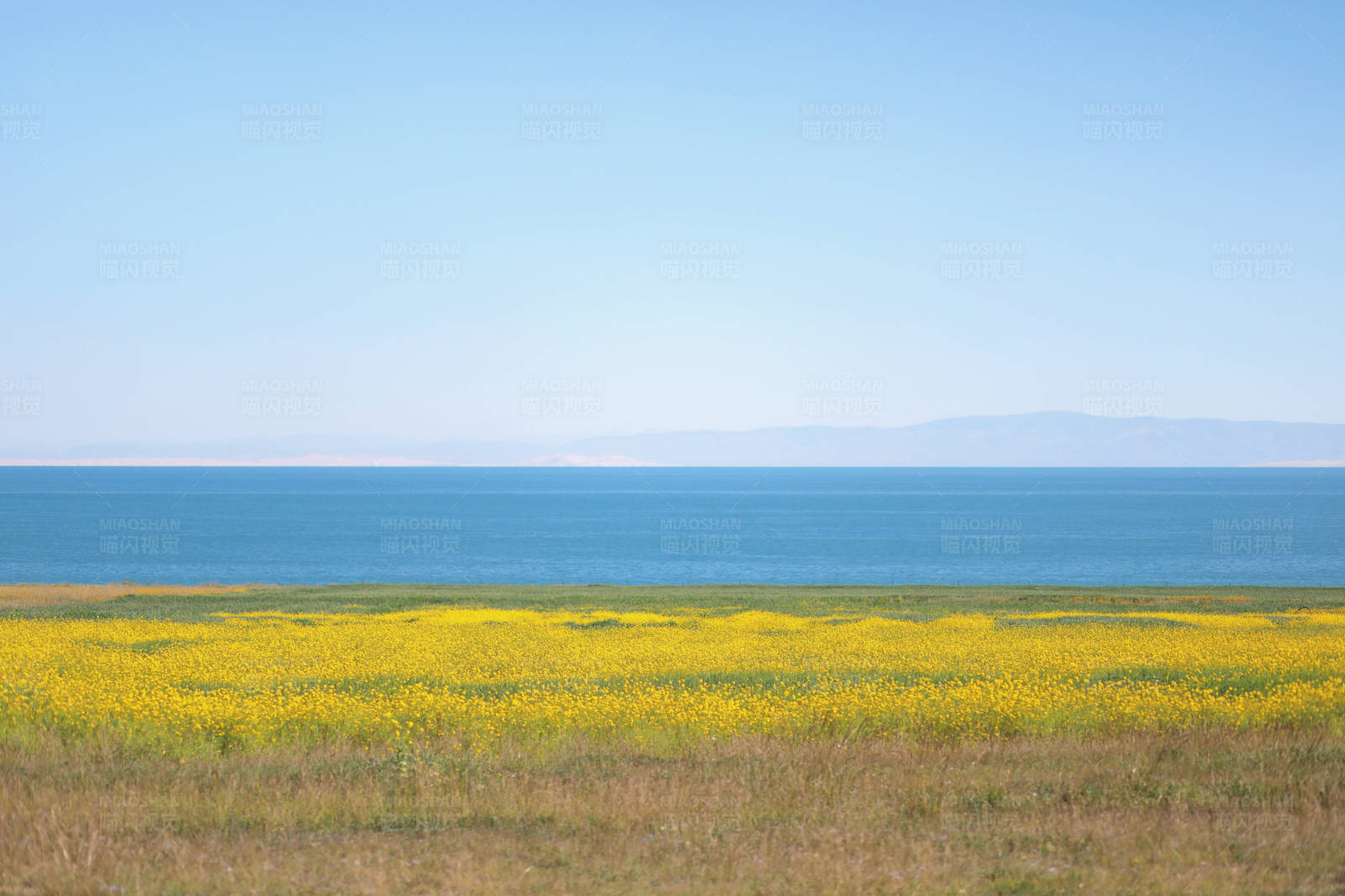 黄花海景图片