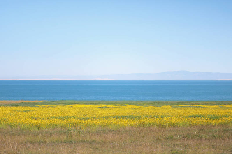 黄花海景图片
