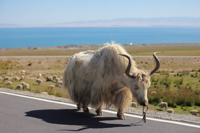 高原公路上的牦牛图片