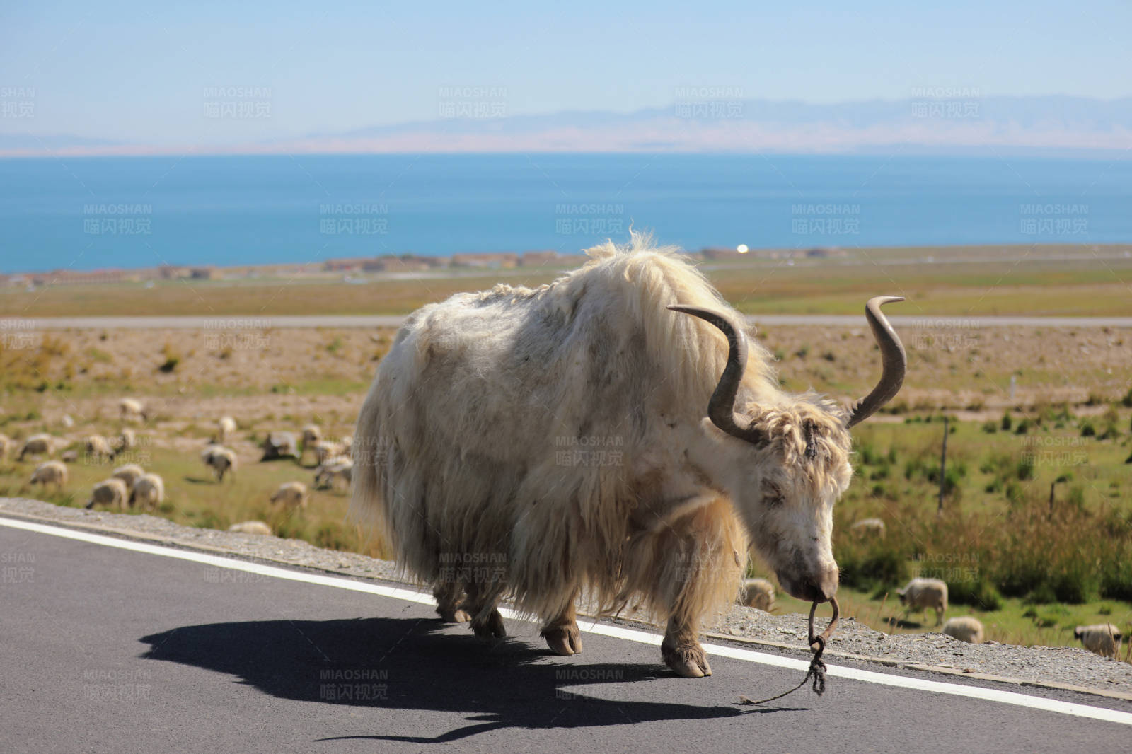 高原公路上的牦牛图片