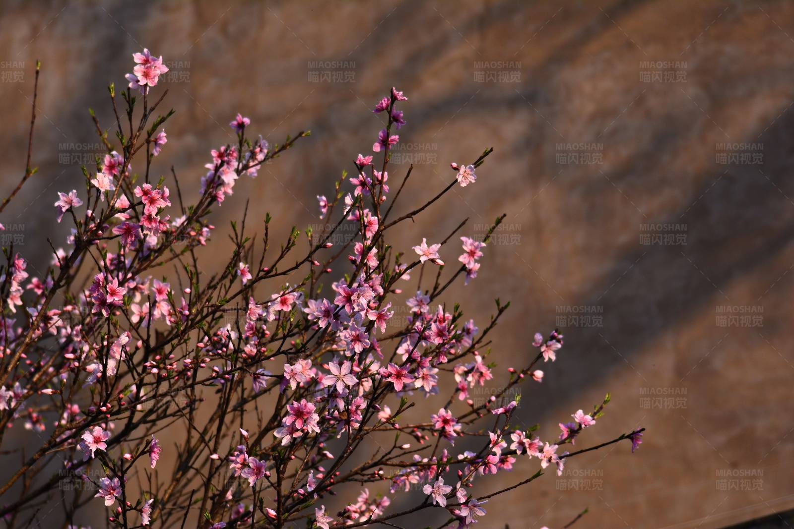 春日花开满枝头图片