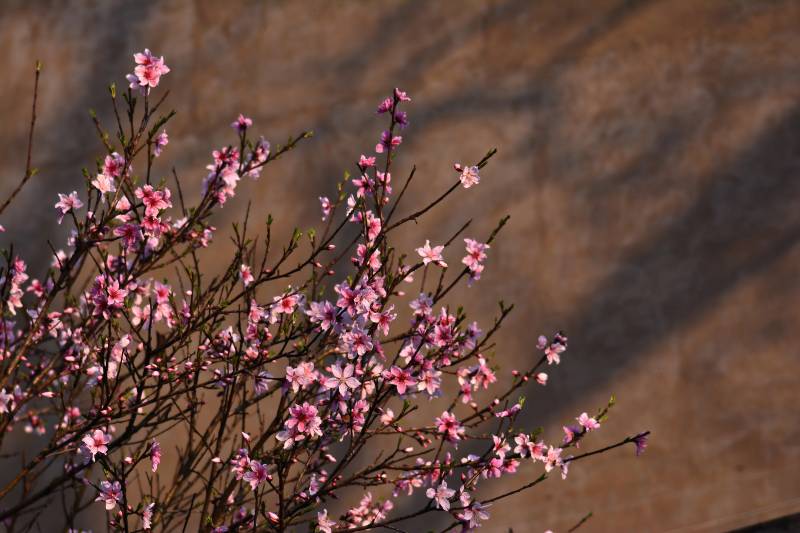 春日花开满枝头图片