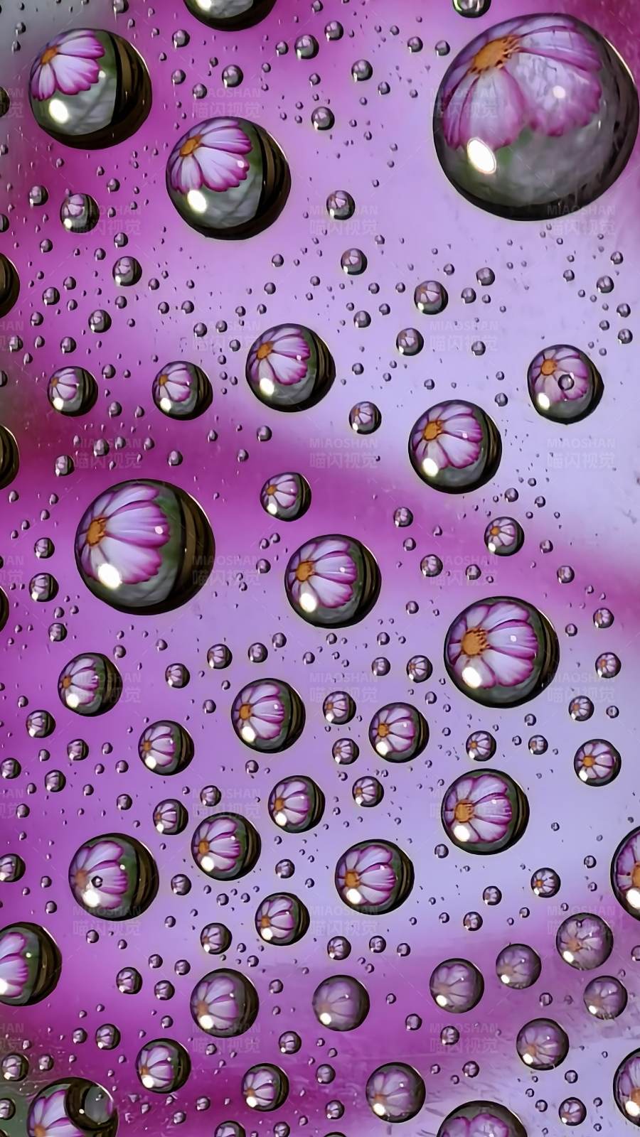 水滴中的紫色花朵图片