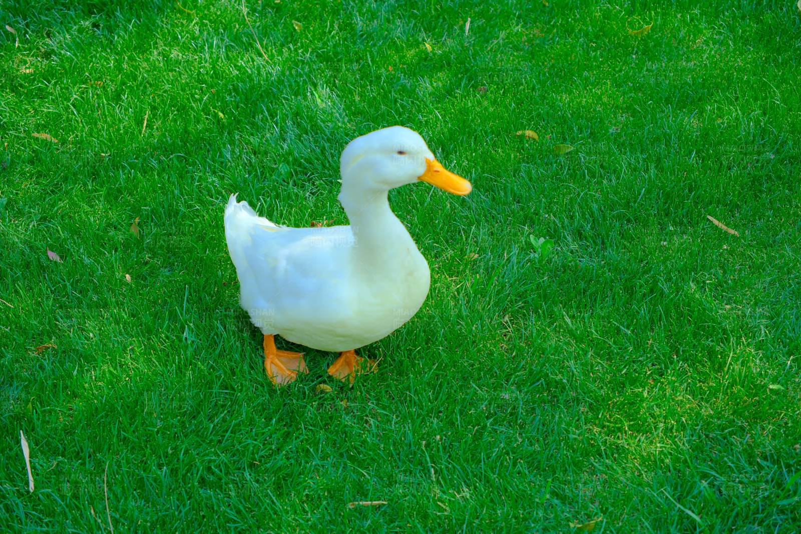 草地上的白鸭子图片