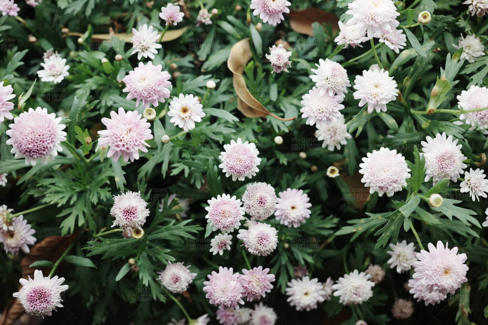 粉色雏菊花园图片