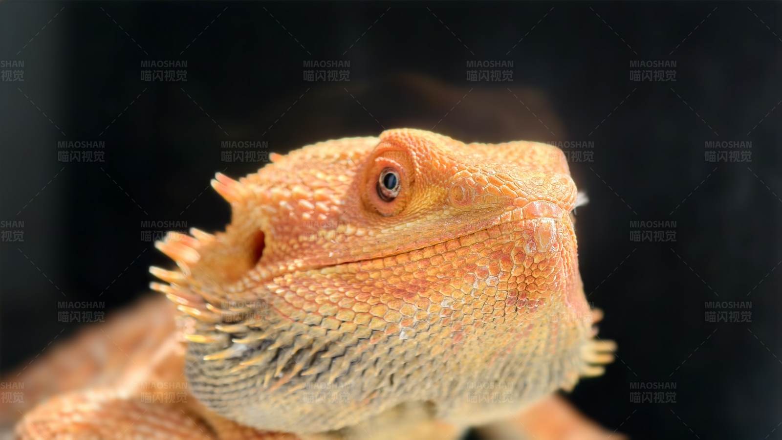 橙色鬃狮蜥的特写图片