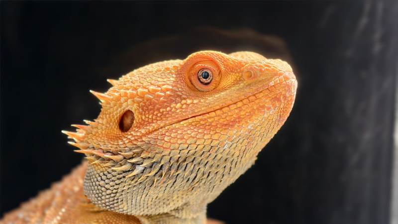 橙色蜥蜴特写图片