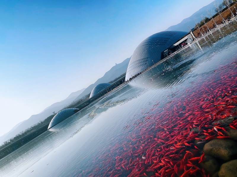 水边的红色金鱼与建筑图片